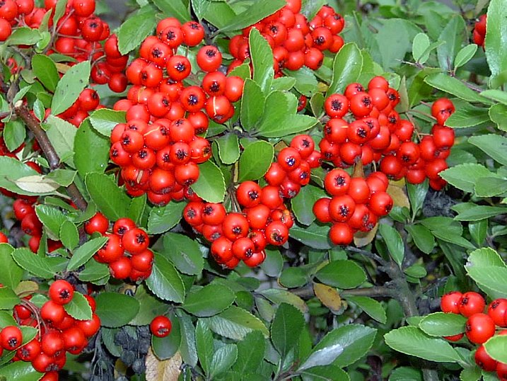Pyracantha Red Column 2lt Plants Depot
